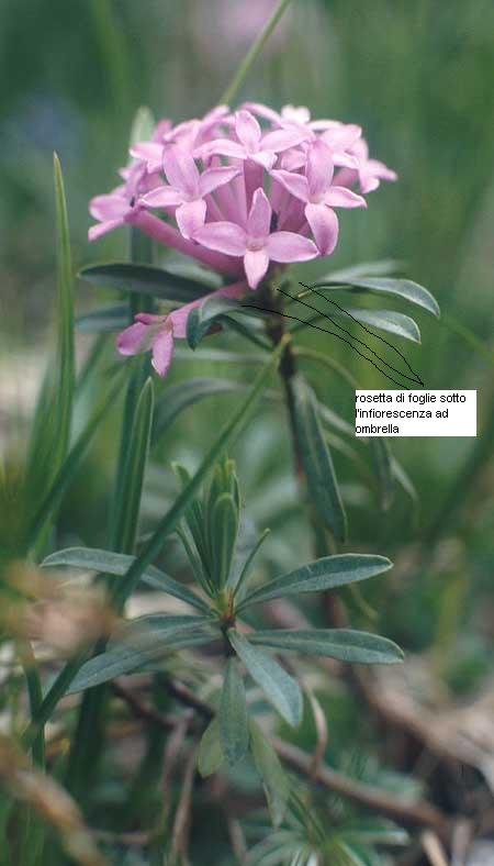 Daphne striata / Dafne striata